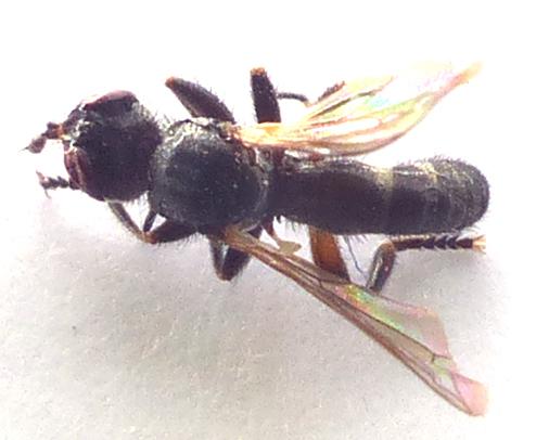 Thecophora atra