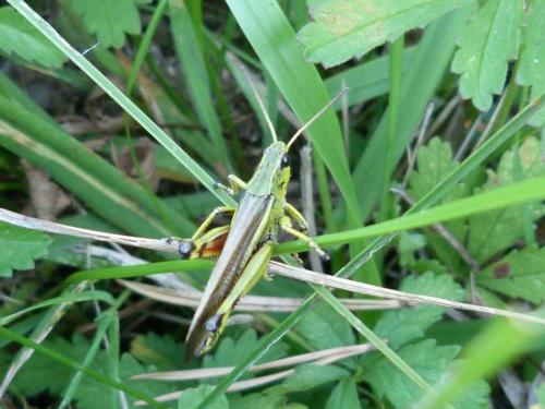 Stethophyma grossum