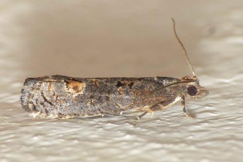 Réf. 172 059 : Epinotia maculana