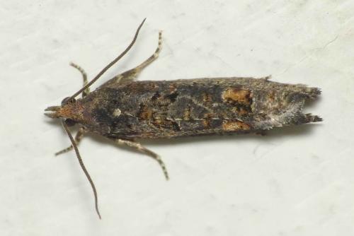 Epinotia maculana