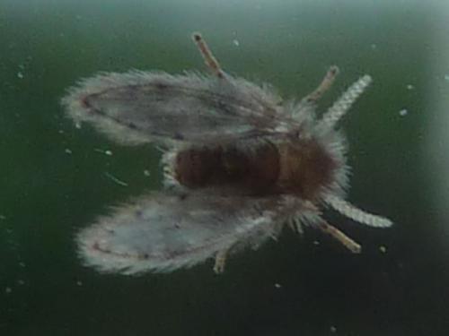 Psychoda sp.