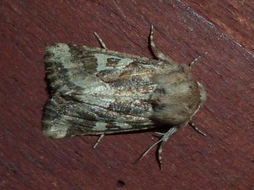 Réf. 172 123 : Luperina dumerilii