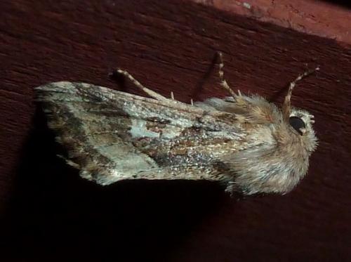 Réf. 172 124 : Luperina dumerilii