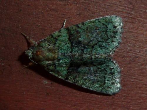 Réf. 172 125 : Cryphia algae