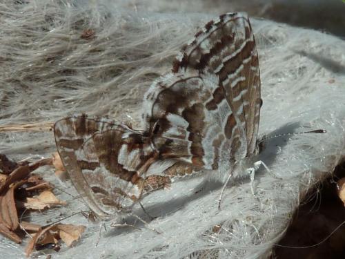 Réf. 172 365 : Cacyreus marshalli