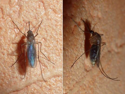Réf. 172 121 : Culex sp.