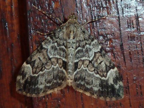 Thera sp.