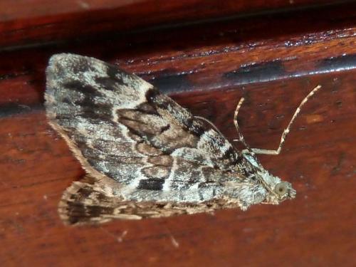Thera sp.