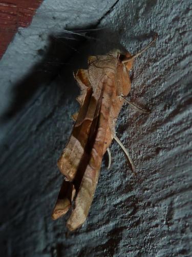 Réf. 172 274 : Phlogophora meticulosa