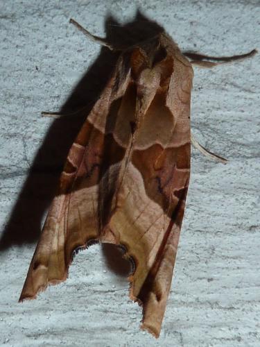 Réf. 172 273 : Phlogophora meticulosa