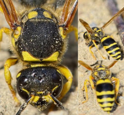 Réf. 172 981 : Paragymnomerus spiricornis