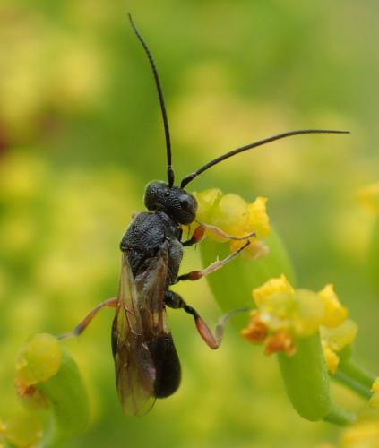 Chelonus sp.