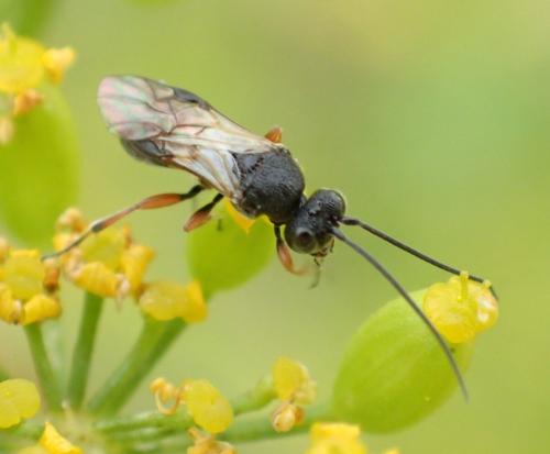 Chelonus sp.