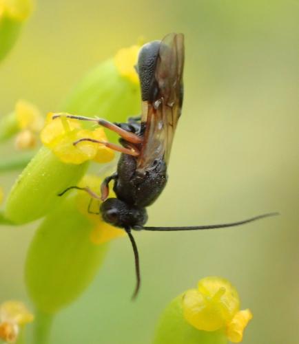 Chelonus sp.