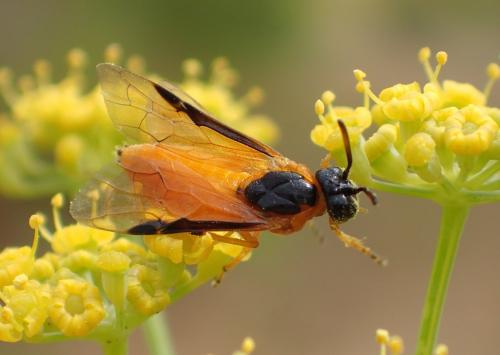 Arge ochropus