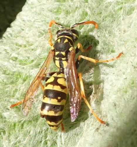 Réf. 172 270 : Polistes dominula