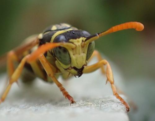 Polistes dominula