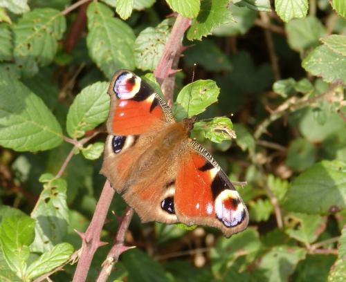 Réf. 172 068 : Aglais io