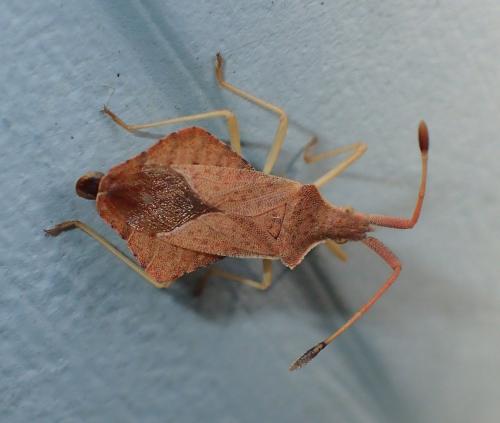 Réf. 172 284 : Syromastus rhombeus