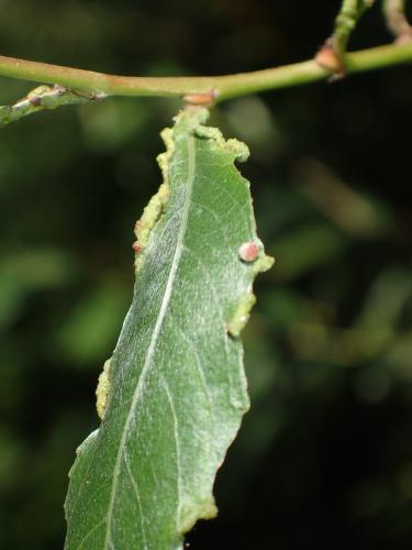 Aculus sp.