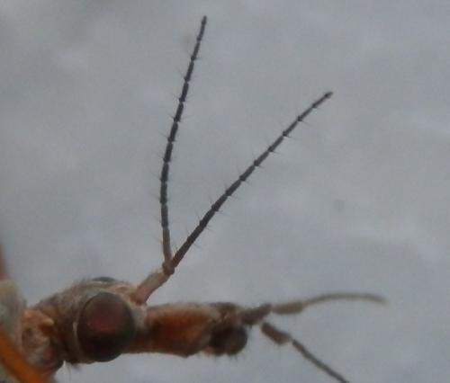 Tipula paludosa
