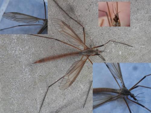 Tipula paludosa