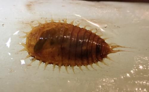 Cassidinae
