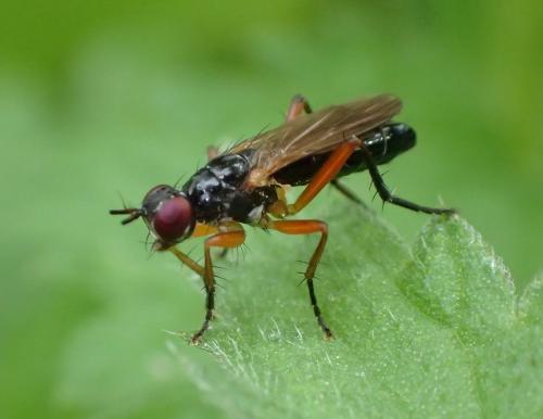 Cordilura albilabris