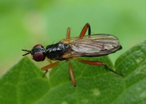Réf. 172 385 : Cordilura albilabris