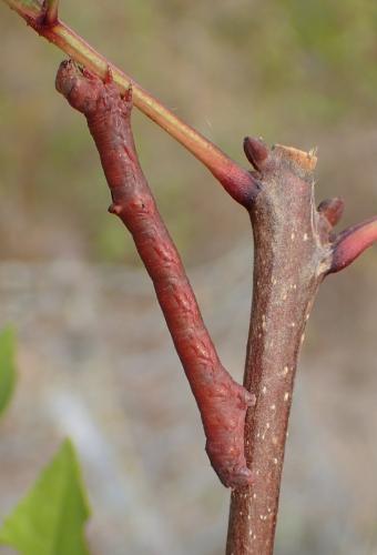 Ascotis selenaria