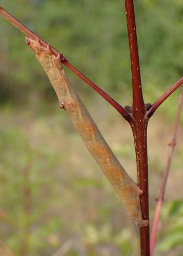 Ascotis selenaria