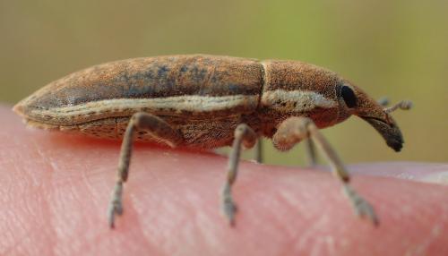 Réf. 172 193 : Lixus ochraceus