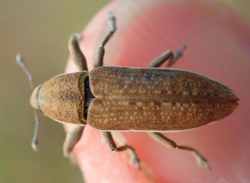 Réf. 172 194 : Lixus ochraceus