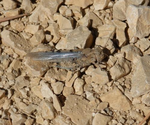 Réf. 172 275 : Sphingonotus caerulans