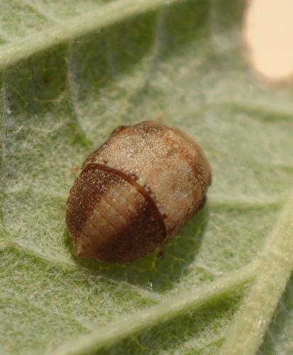 Penthimia nigra