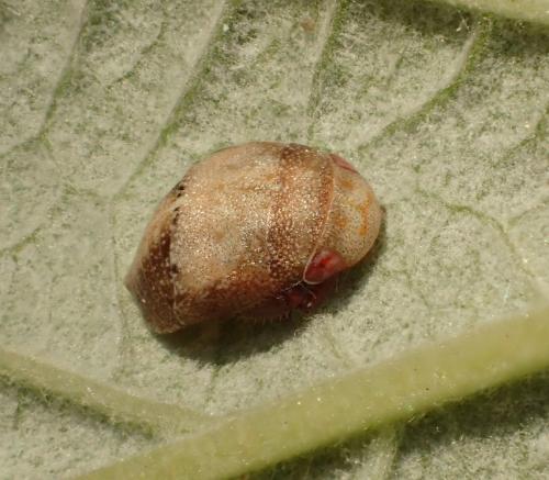 Penthimia nigra