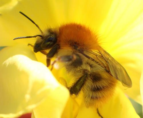 Bombus pascuorum