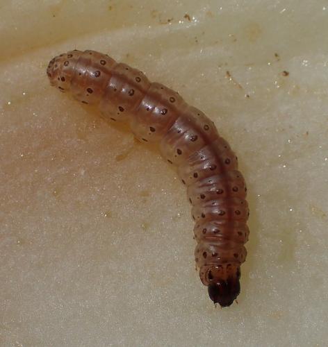 Réf. 172 559 : Ostrinia nubilalis