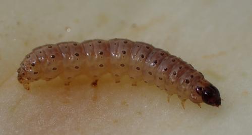Réf. 172 560 : Ostrinia nubilalis