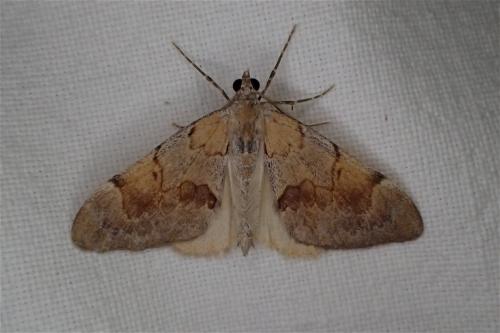 Réf. 172 376 : Pennithera firmata