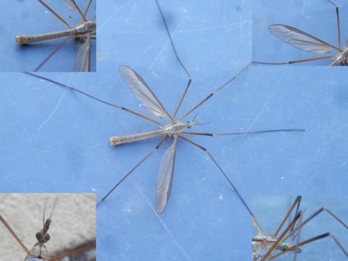Tipula paludosa