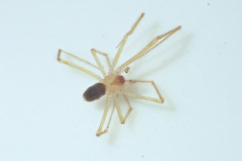 Kryptonesticus eremita