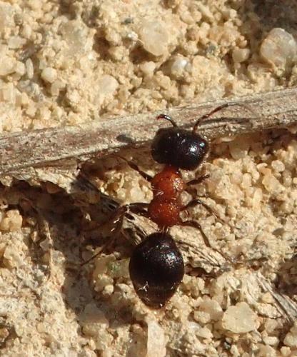 Myrmilla capitata