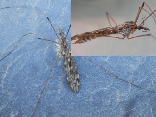 Réf. 172 571 : Tipula sp.