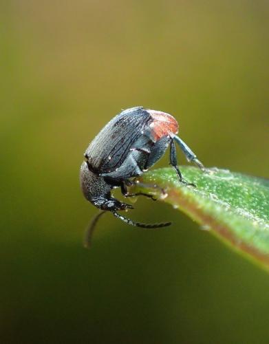 Bruchidius siliquastri