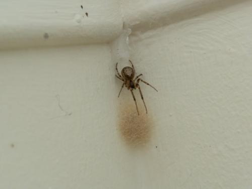 Zygiella x-notata