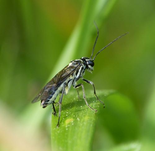 Réf. 172 956 : Pachyprotasis rapae
