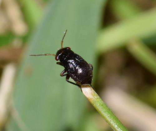 Réf. 172 868 : Pachytomella passerinii