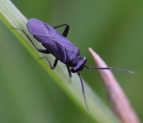 Réf. 172 934 : Pachytomella passerinii