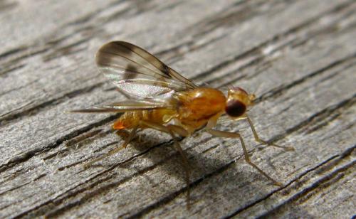 Clusia tigrina